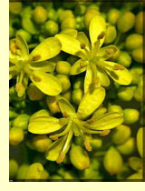 Вайда красильная (Isatis tinctoria L.) Вайда красильная (Isatis tinctoria L.)